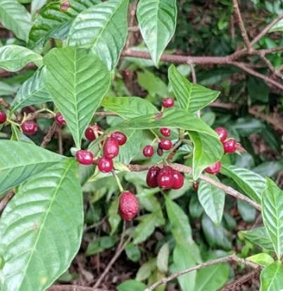Cafeto o Planta de Café